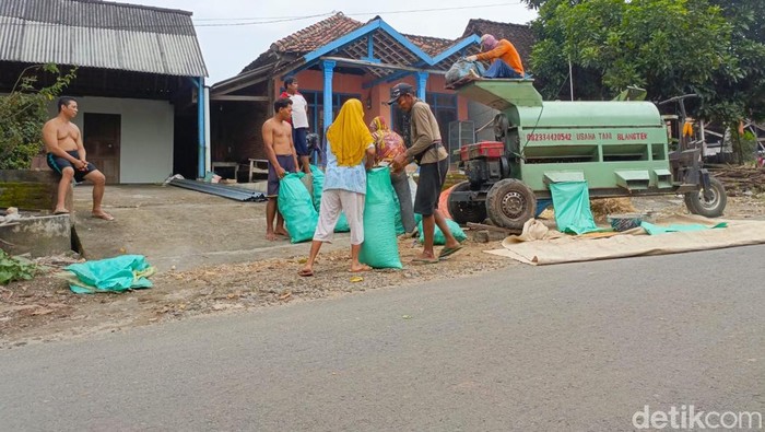 Petani di Madiun sedang menggiling jagung