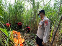 Kerangka Wanita Berserakan di Ladang Tebu Bantul yang Jadi Misteri