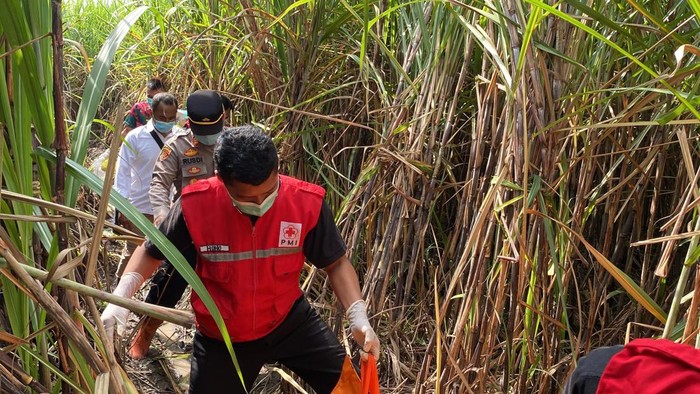 Petugas saat melakukan evakuasi kerangka manusia di ladang tebu, Kaligondang, Sumbermulyo, Bambanglipuro, Bantul Senin (17/3/2025).