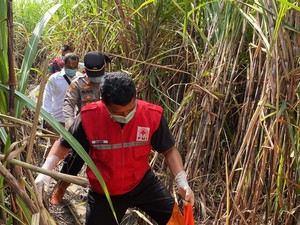 Kerangka Manusia Ditemukan Berserakan di Ladang Tebu Kaligondang Bantul