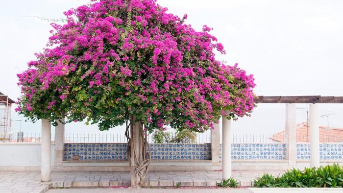 Pohon Bougenville atau Bougainvillaea