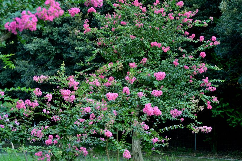 Pohon bungur (Lagerstroemia indica) atau disebut crape myrtle