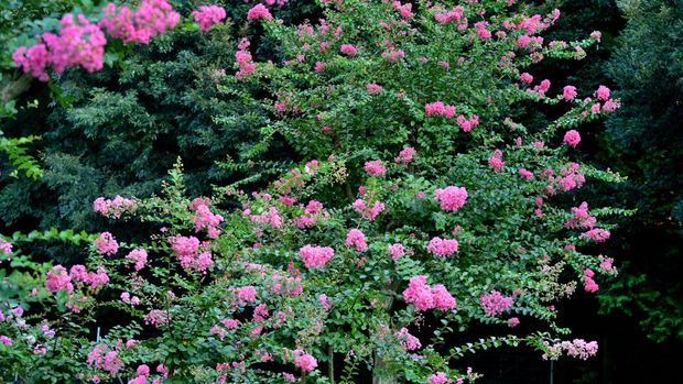 Pohon bungur (Lagerstroemia indica) atau disebut crape myrtle