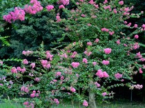 7 Pohon yang Cocok Ditanam di Halaman Rumah sebagai Penghijau dan Peneduh