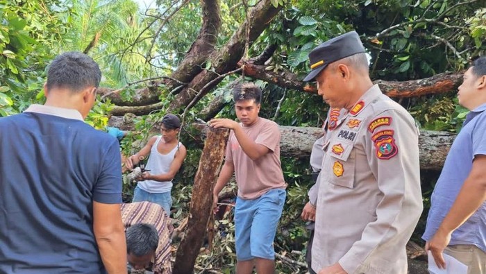 Pohon durian tumbang yang menimpa sejumlah orang di Labura, Sumut. (Dok. Istimewa)
