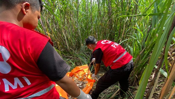 Proses evakuasi kerangka perempuan yang ditemukand i ladang tebu Kaligondang, Bantul, Senin (17/3/2025).