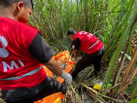 Proses evakuasi kerangka perempuan yang ditemukand i ladang tebu Kaligondang, Bantul, Senin (17/3/2025).
