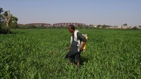 Sungai Indus menyumbang 25% dari produk domestik bruto negara tersebut, menyediakan air untuk hampir 90% produksi pangan di Pakistan.   
