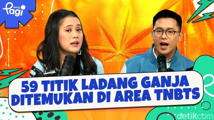 Detik Pagi edisi Rabu, 19 Maret 2025 membahas 59 Titik Ladang Ganja Ditemukan di Area TNBTS