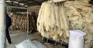 Duh! Di China Marak Daging Sapi Palsu yang Sebenarnya Daging Rubah