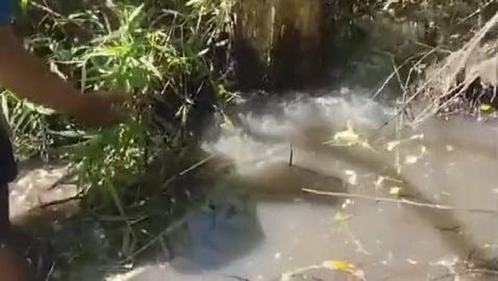 Fenomena alam air gelembung di bawah pohon