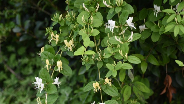 Japanese honeysuckle flowers / Lonicera japonica