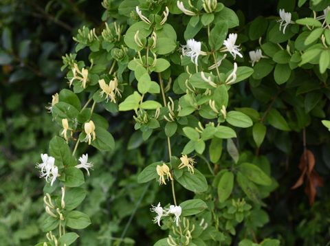 Japanese honeysuckle flowers / Lonicera japonica