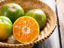 Sah! Jeruk Kalamansi Bengkulu Tengah Ditetapkan Sebagai Indikasi Geografis