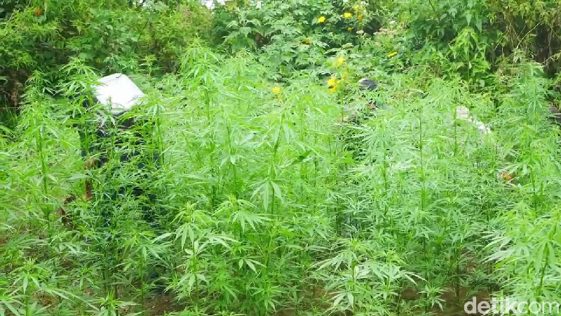 ladang ganja di lereng semeru