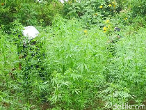 59 Titik Ladang Ganja Ditemukan di Area TNBTS Melalui Bantuan Drone