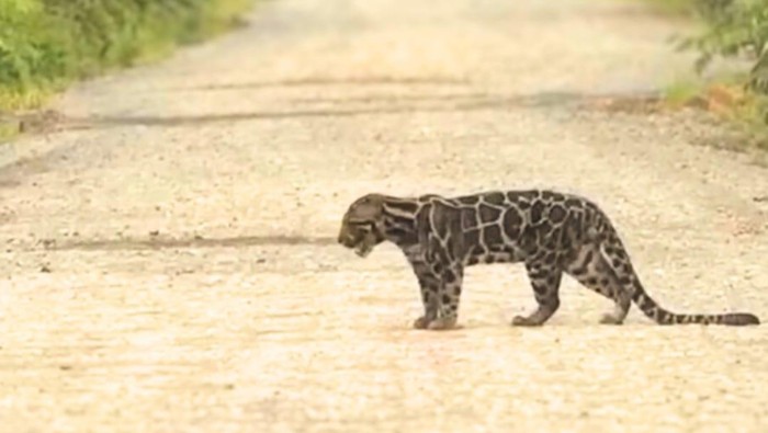 Seekor macan dahan terekam kamera milik warga yang melintasi jalan poros Desa Bebatu pada Minggu (16/3/2025). Kemunculan satwa liar itu menjadi sorotan masyarakat dan menarik perhatian petugas konservasi.