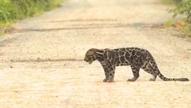 Macan Dahan Turun ke Jalan Seekor macan dahan terekam kamera milik warga yang melintasi jalan poros Desa Bebatu pada Minggu (16/3/2025). Kemunculan satwa liar itu menjadi sorotan masyarakat dan menarik perhatian petugas konservasi.