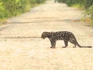 Eksotisme Kucing-kucing Lokal Penghuni Tanah Borneo
