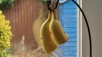 Alih-alih langsung menghabiskan pisang, istri netizen ini lebih pilih memakannya setengah. Setengahnya lagi ternyata ia gantung! Foto: BuzzFeed