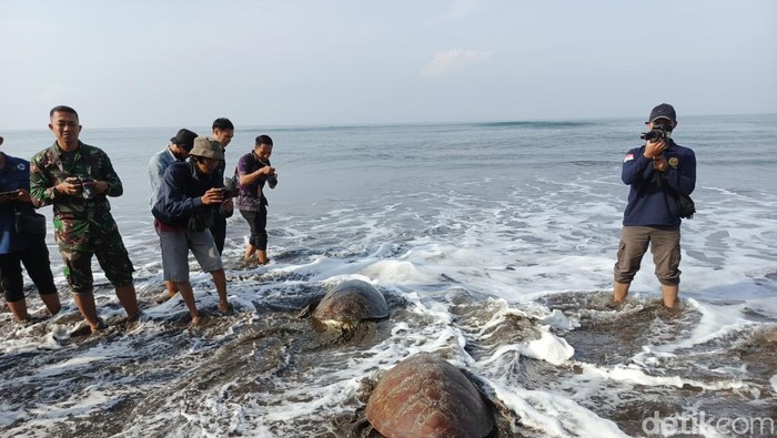 Pelepasliaran empat ekor penyu selundupan di pesisir Pantai Perancak, Jembrana, Selasa (18/3/2025). (I Putu Adi Budiastrawan/detikBali).