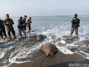 Polisi Tetapkan 1 DPO Kasus Penyelundupan 5 Penyu di Jembrana