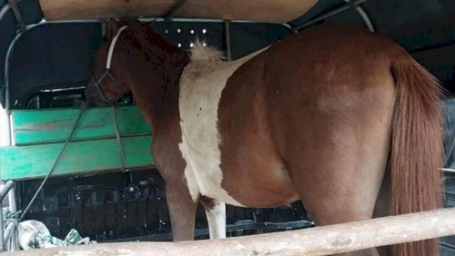 Polisi saat mengamankan seekor kuda jantan yang dicuri oleh empat pencuri di Desa Oelpuah, Kecamatan Kupang Tengah, Kabupaten Kupang, NTT, Senin (17/3/2025).