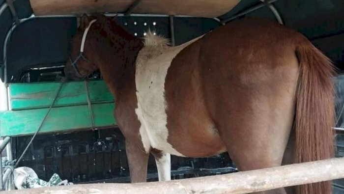 Polisi saat mengamankan seekor kuda jantan yang dicuri oleh empat pencuri di Desa Oelpuah, Kecamatan Kupang Tengah, Kabupaten Kupang, NTT, Senin (17/3/2025).