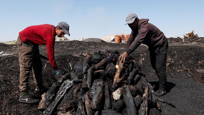Ramadan, Permintaan Arang di Irak Meningkat Workers collect firewood to produce charcoal, widely used for grilling, as demand rises during Ramadan in Mosul, Iraq, March 15, 2025. REUTERS/Khalid al-Mousily