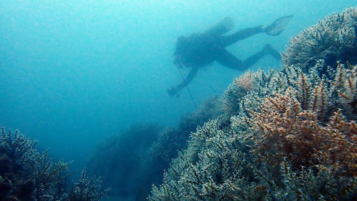 Timah Tenggelamkan Ratusan Artificial reef