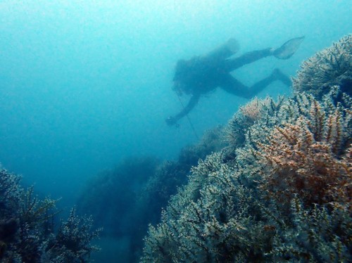 PT Timah Tenggelamkan Ratusan Artificial Reef, Begini Dampaknya