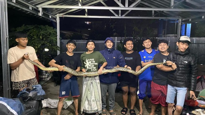 Warga Cianjur tangkap ular piton.