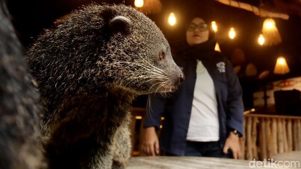 Binturong di Kebun Binatang Bandung.