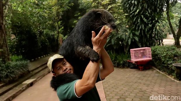 Binturong di Kebun Binatang Bandung.