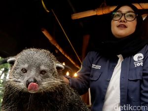 Kenalan dengan Binturong Penghuni Kebun Binatang Bandung