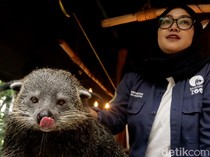 Kenalan dengan Binturong Penghuni Kebun Binatang Bandung