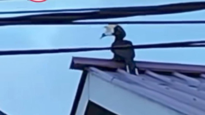 Burung enggang ditemukan dalam kondisi mulut terlakban di rumah warga di Samarinda.
