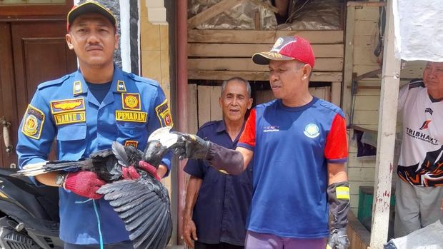 Damkar Samarinda evakuasi burung enggang yang mulutnya dilakban.