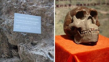 Manusia Peking, subspesies Homo erectus, ditemukan di dekat Beijing pada tahun 1921. Fosilnya memainkan peran penting dalam antropologi dan identitas Tiongkok. Namun, selama Perang Dunia II, fosil-fosil tersebut hilang, mungkin ketika dipindahkan oleh Korps Marinir AS atau di atas kapal Awa Maru, yang tenggelam pada tahun 1945. Foto: Boredpanda