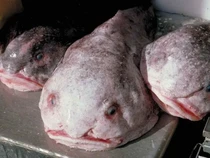 Hewan Paling Jelek di Dunia Jadi Ikan Terbaik 2025