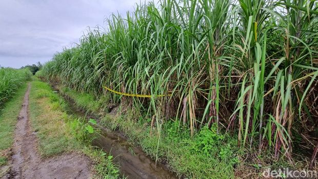 Ladang tebu di Kaligondang, Sumbermulyo, Bambanglipuro, Bantul yang menjadi lokasi penemuan kerangka manusia, Rabu (19/3/2025).