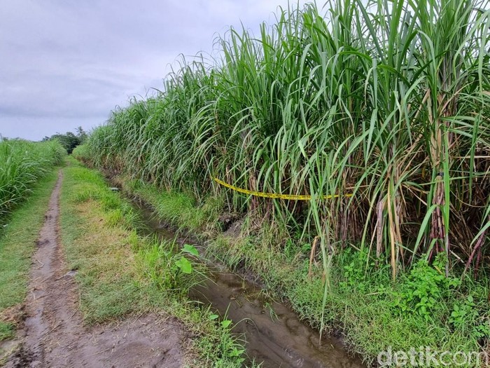 Ladang tebu di Kaligondang, Sumbermulyo, Bambanglipuro, Bantul yang menjadi lokasi penemuan kerangka manusia, Rabu (19/3/2025).