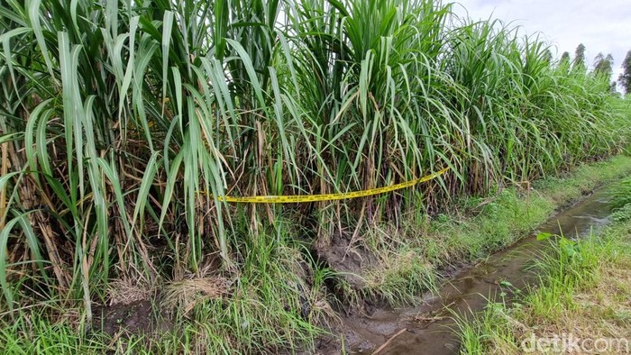 Ladang tebu di Kaligondang, Sumbermulyo, Bambanglipuro, Bantul yang menjadi lokasi penemuan kerangka manusia, Rabu (19/3/2025).