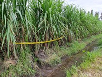 Warga Ungkap Aktivitas Terakhir di Ladang Tebu TKP Temuan Kerangka Manusia