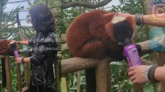 Lemur di Mandai Wildlife Group