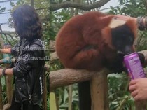 Ngawur, Wanita Ini Beri Minuman Kaleng ke Lemur Terancam Punah