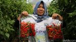 Pemprov DKI Panen Raya 20 Ton Bahan Makanan di 266 Lokasi