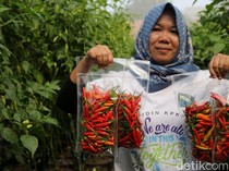 Pemprov DKI Panen Raya 20 Ton Bahan Makanan di 266 Lokasi