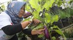 Pemprov DKI Panen Raya 20 Ton Bahan Makanan di 266 Lokasi