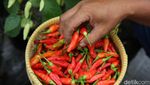 Pemprov DKI Panen Raya 20 Ton Bahan Makanan di 266 Lokasi